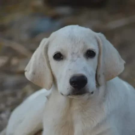 Fify, female puppy Labrador Retriever for adoption at Furry Rescue Italy, Nazionale