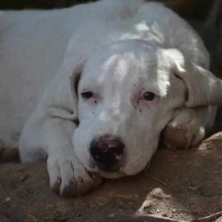 Zagor, male puppy Labrador Retriever for adoption at Furry Rescue Italy, Nazionale