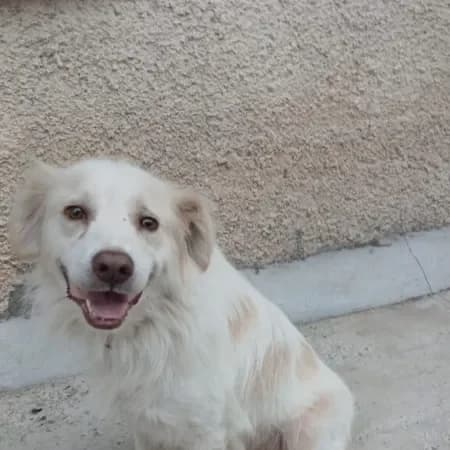Miele, male 3yo Golden Retriever for adoption at Furry Rescue Italy, Nazionale