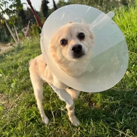 Pino, male 5yo mixed breed for adoption at Furry Rescue Italy, Nazionale