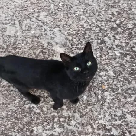 Bingo, male young European Shorthair for adoption at Furry Rescue Italy, Nazionale