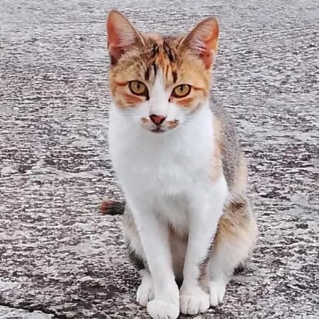 Simba, female young European Shorthair for adoption at Furry Rescue Italy, Nazionale