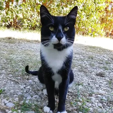 Felix, male young European Shorthair for adoption at Furry Rescue Italy, Nazionale