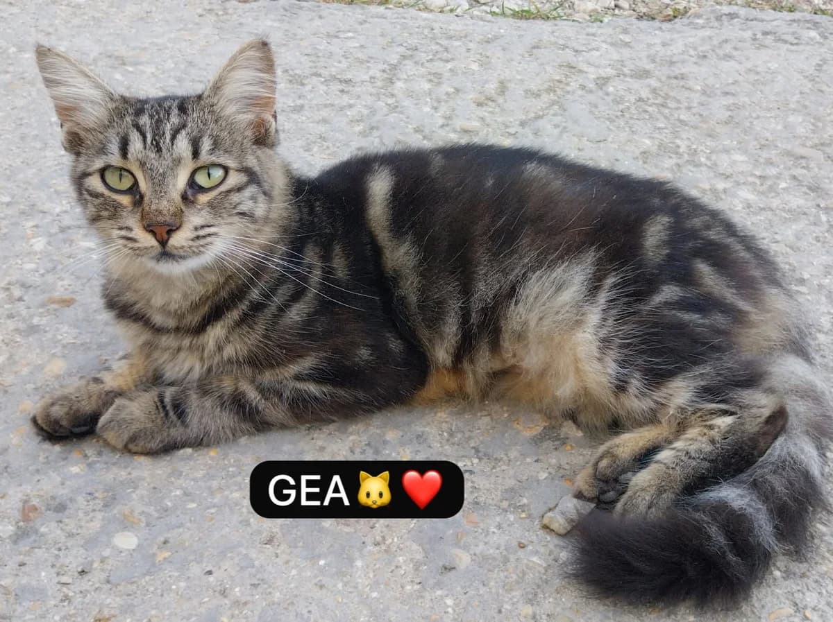 Gea, female puppy European Shorthair for adoption at Furry Rescue Italy, Nazionale