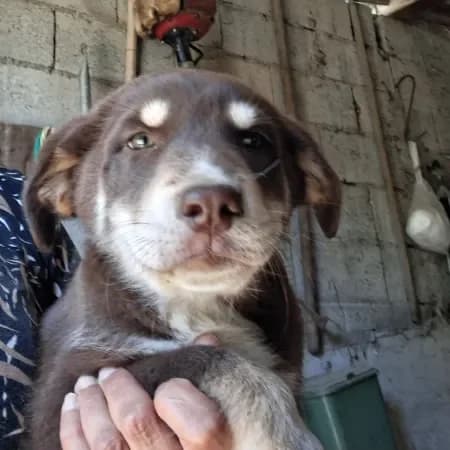 Charly, male puppy Australian Shepherd for adoption at Furry Rescue Italy, Nazionale
