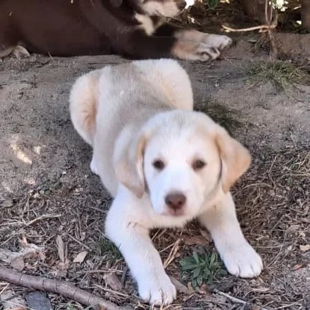 Ken, male puppy Australian Shepherd for adoption at Furry Rescue Italy, Nazionale