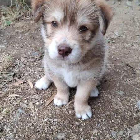 Oscar, male puppy Australian Shepherd for adoption at Furry Rescue Italy, Nazionale