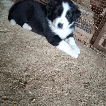 Oliver, male puppy Australian Shepherd for adoption at Furry Rescue Italy, Nazionale