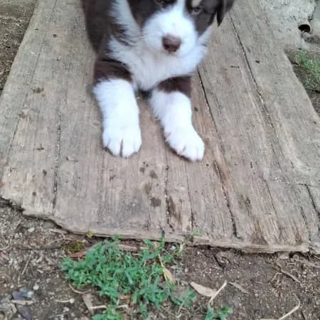 Simba, female puppy Australian Shepherd for adoption at Furry Rescue Italy, Nazionale