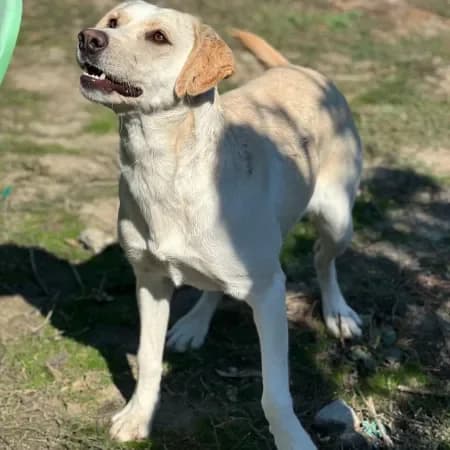 Queen, female 3yo Labrador Retriever for adoption at Furry Rescue Italy, Nazionale