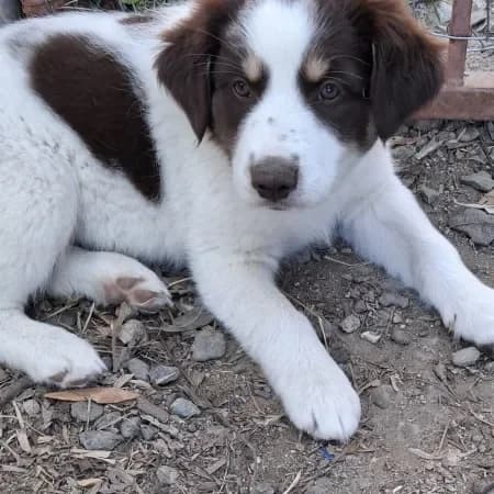 Simba, male puppy Australian Shepherd for adoption at Furry Rescue Italy, Nazionale