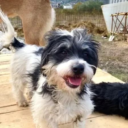 Amy, female young Shih Tzu for adoption at Furry Rescue Italy, Nazionale