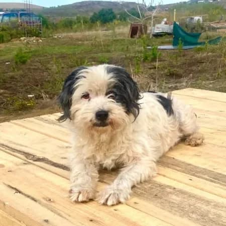 Tea, female 7yo Shih Tzu for adoption at Furry Rescue Italy, Nazionale