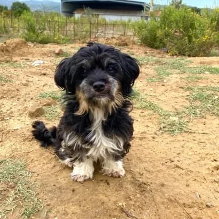 Diabla, female young Shih Tzu for adoption at Furry Rescue Italy, Nazionale