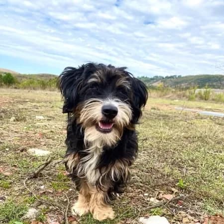 Jet, male young Shih Tzu for adoption at Furry Rescue Italy, Nazionale