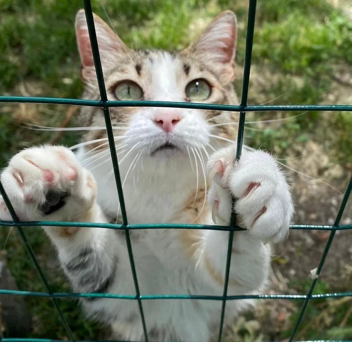 Peter, grigioTipo Mantello: MonocoloreColore Oc male young Mixed Breed for adoption at Gattile Rifugio Ancona