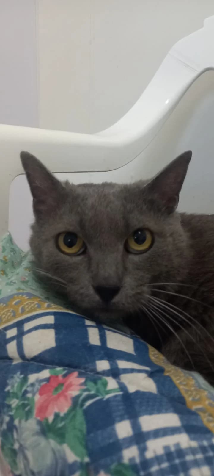 Emilio, NeroTipo Mantello: MonocoloreColore Occh male 3yo Mixed Breed for adoption at Gattile Rifugio Ancona
