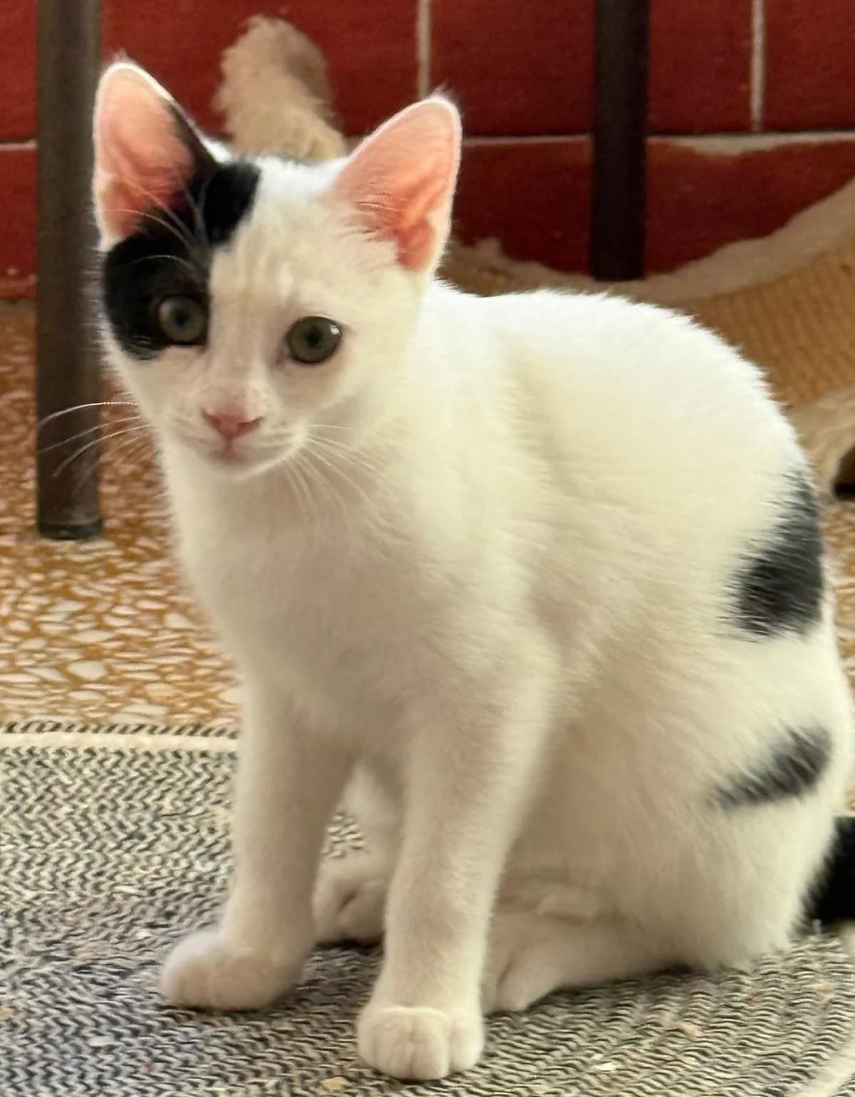 Edo, Bianco e neroTipo Mantello: Occhi: Verd male puppy Mixed Breed for adoption at Gattile Rifugio Ancona