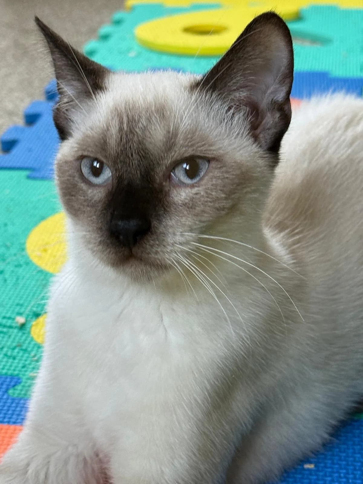 Samuel, Simil siamese Tipo Mantello: MonocoloreC male puppy Mixed Breed for adoption at Gattile Rifugio Ancona