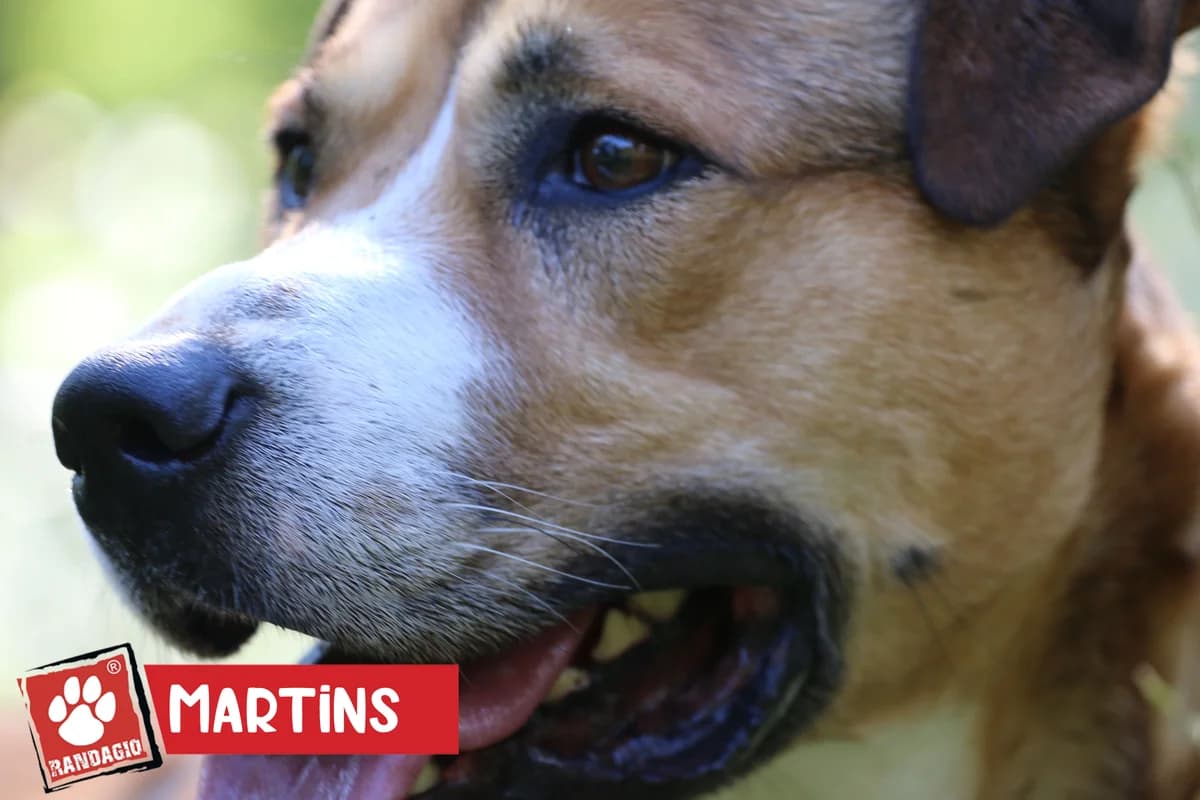 Martins, male senior mixed breed for adoption at Gli Amici del Randagio, Mariano Comense (Como)