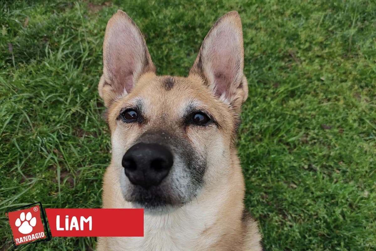 Liam, male mixed breed for adoption at Gli Amici del Randagio, Mariano Comense (Como)