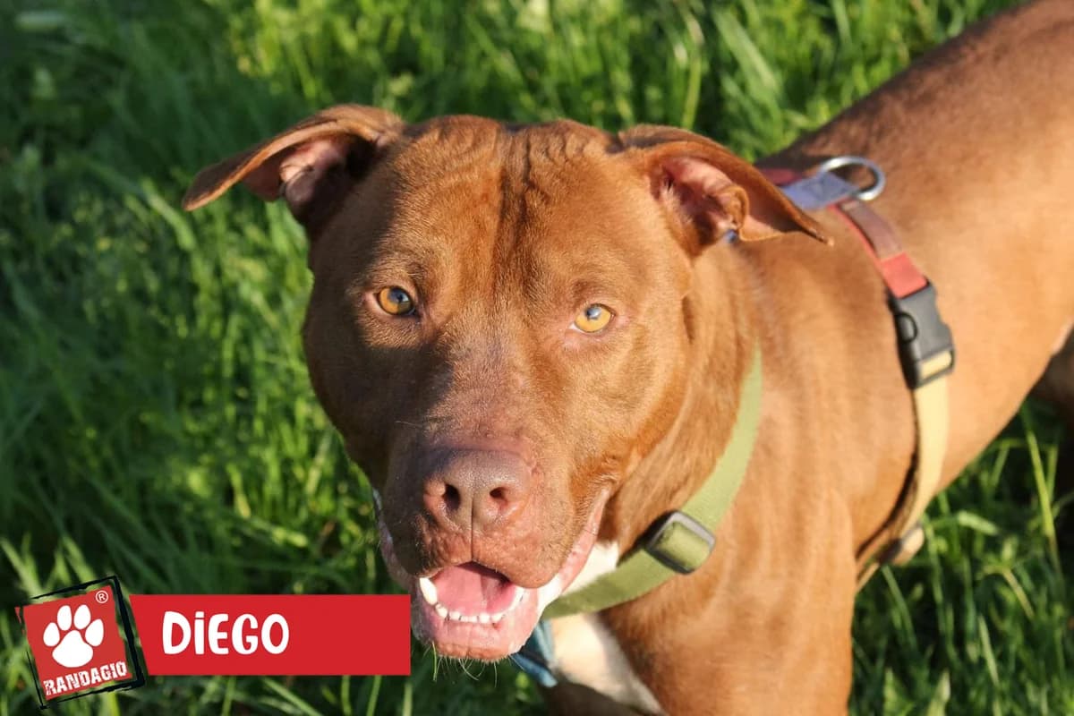 Diego, male Pit Bull Terrier for adoption at Gli Amici del Randagio, Mariano Comense (Como)