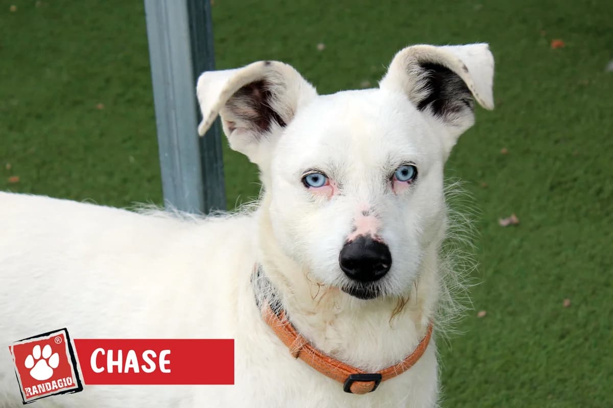 Chase, male mixed breed for adoption at Gli Amici del Randagio, Mariano Comense (Como)