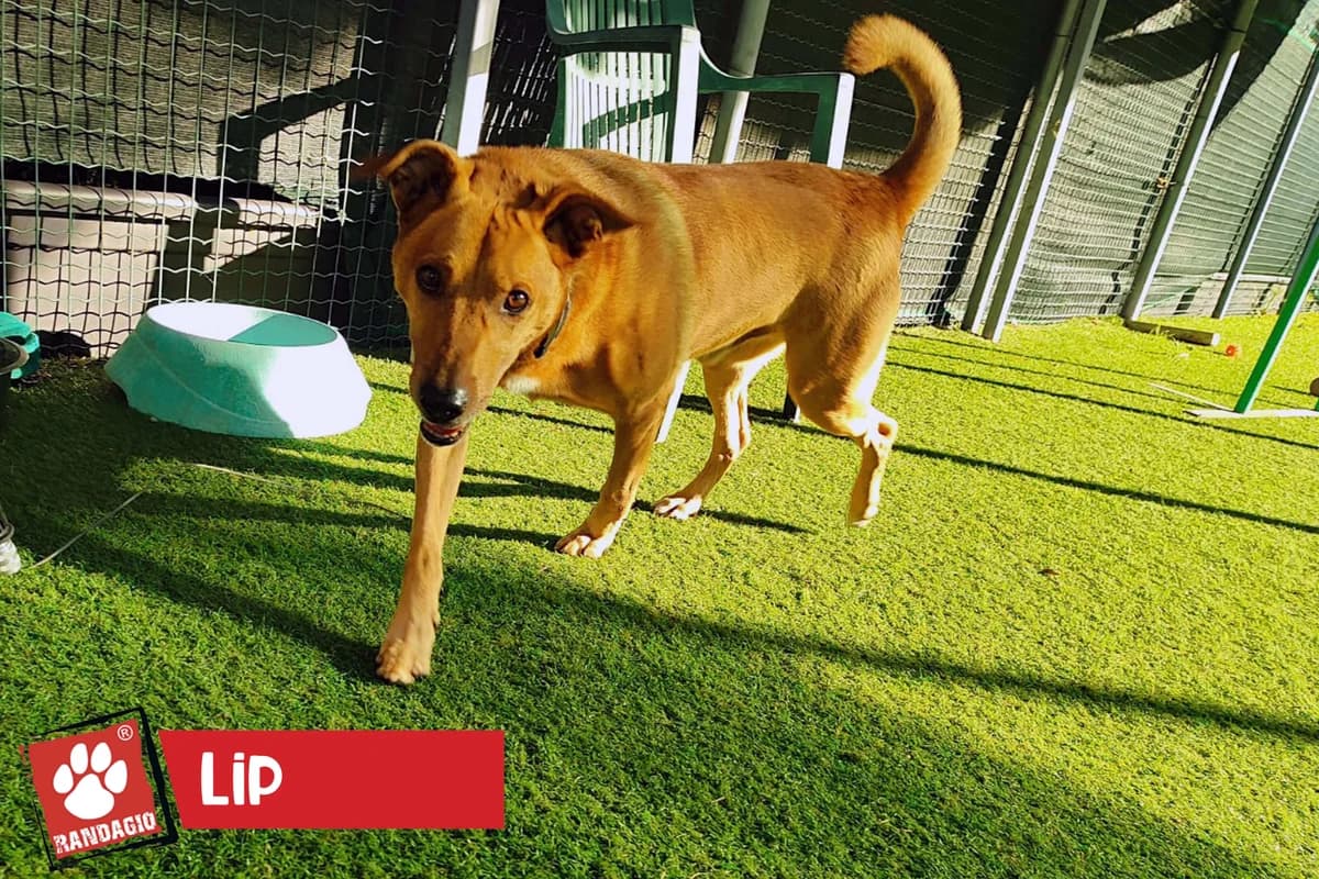 Lip, male mixed breed for adoption at Gli Amici del Randagio, Mariano Comense (Como)