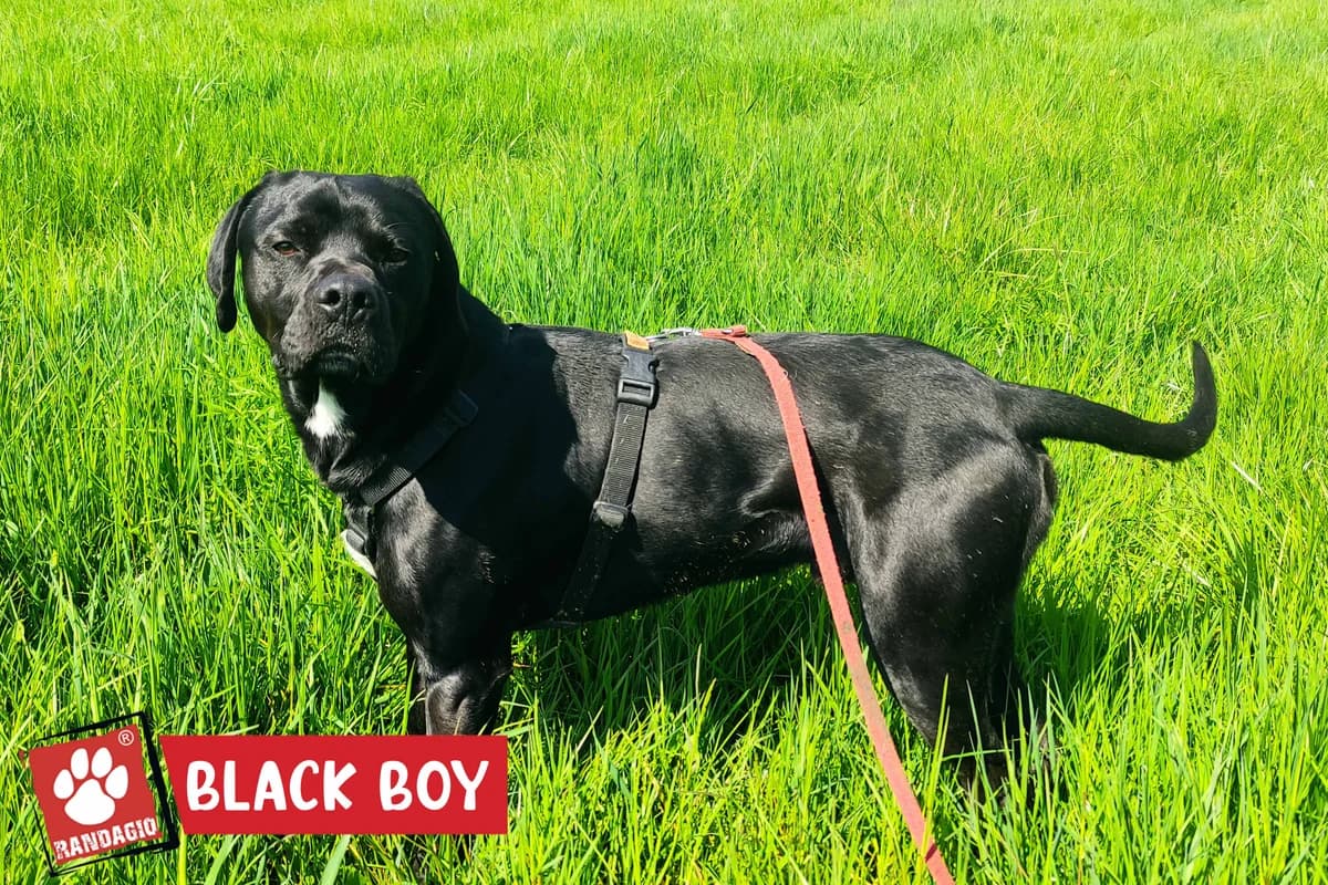 Black Boy, male young Pointer for adoption at Gli Amici del Randagio, Mariano Comense (Como)