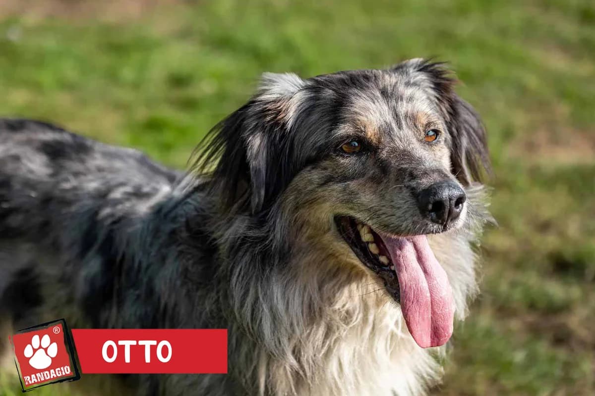 Otto, male 7yo mixed breed for adoption at Gli Amici del Randagio, Mariano Comense (Como)