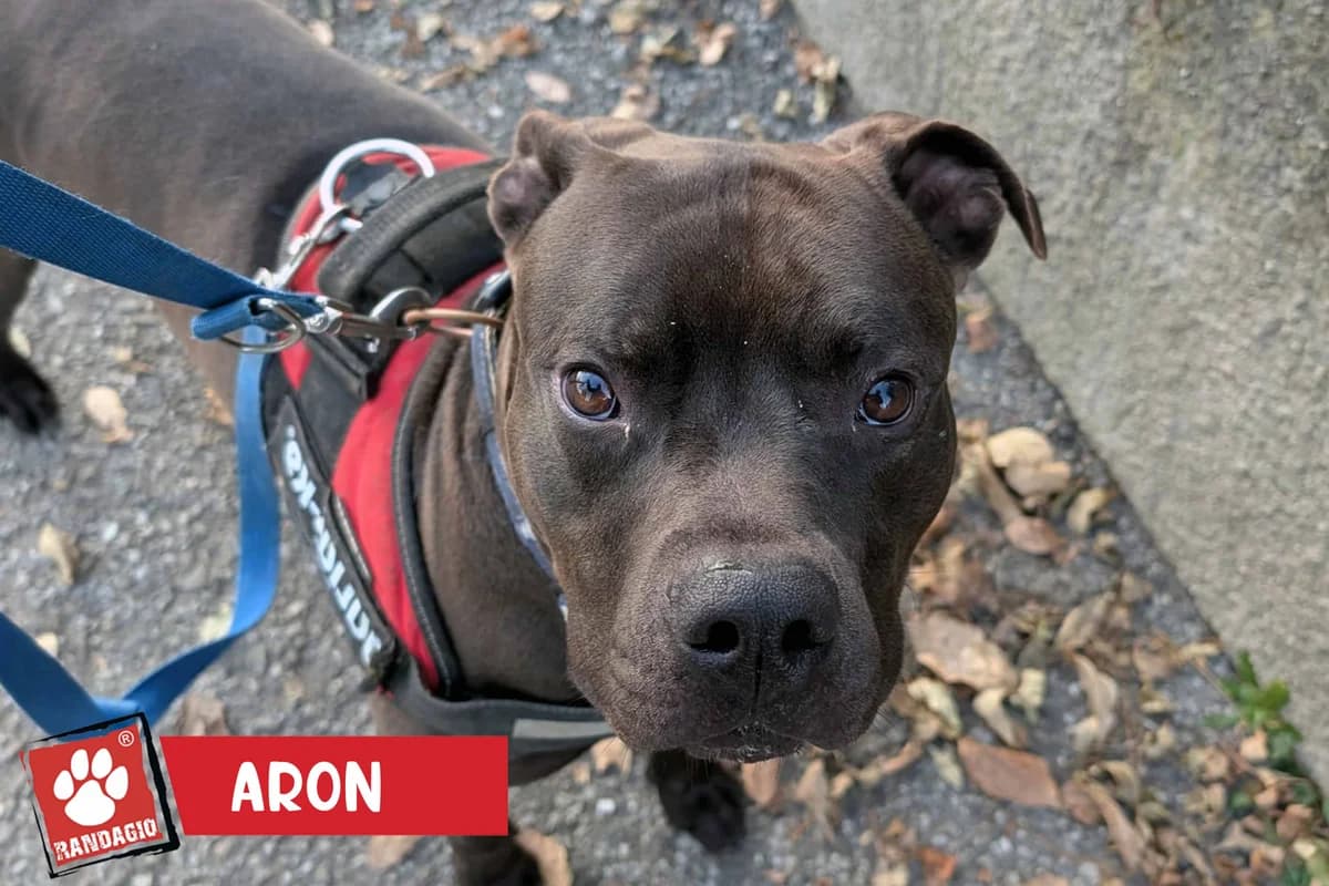 Aron2, male 3yo Pit Bull Terrier for adoption at Gli Amici del Randagio, Mariano Comense (Como)