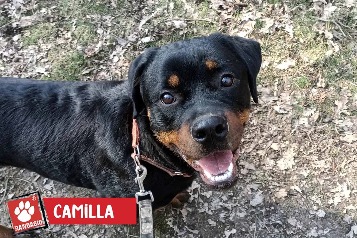 Camilla, female young Rottweiler for adoption at Gli Amici del Randagio, Mariano Comense (Como)
