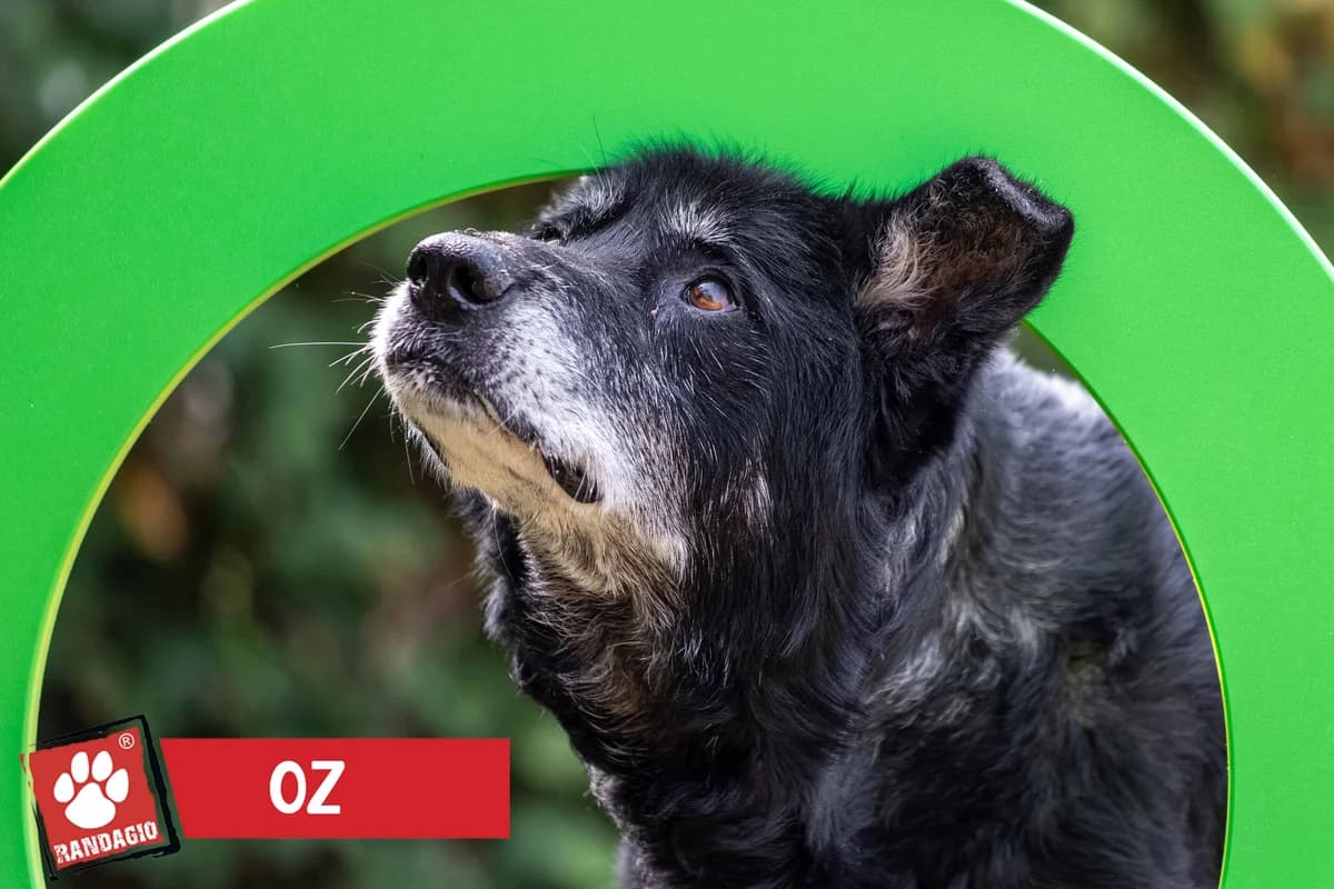 Oz, male senior mixed breed for adoption at Gli Amici del Randagio, Mariano Comense (Como)