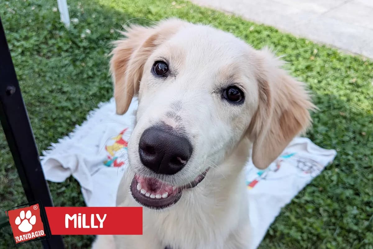 Milly, female puppy mixed breed for adoption at Gli Amici del Randagio, Mariano Comense (Como)