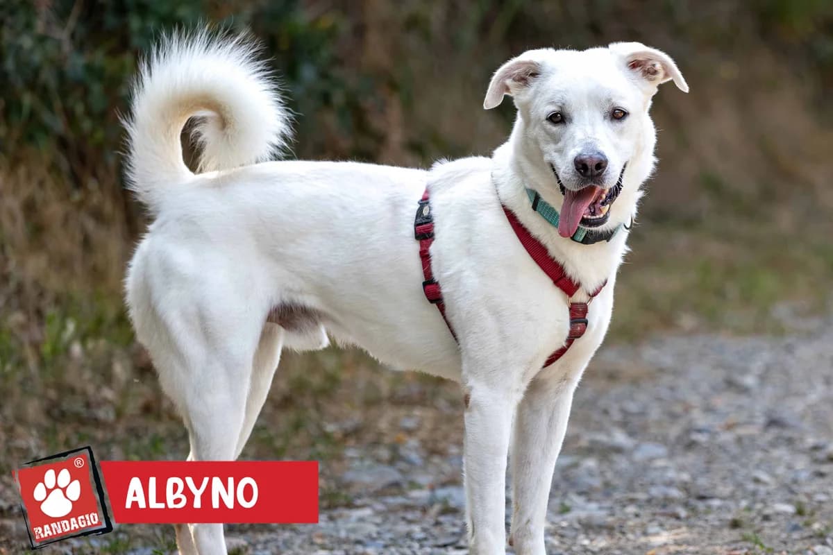 Albyno, male young mixed breed for adoption at Gli Amici del Randagio, Mariano Comense (Como)