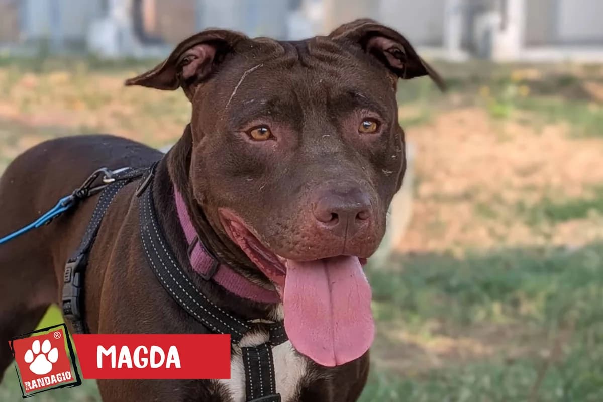 Magda, female puppy Pit Bull Terrier for adoption at Gli Amici del Randagio, Mariano Comense (Como)
