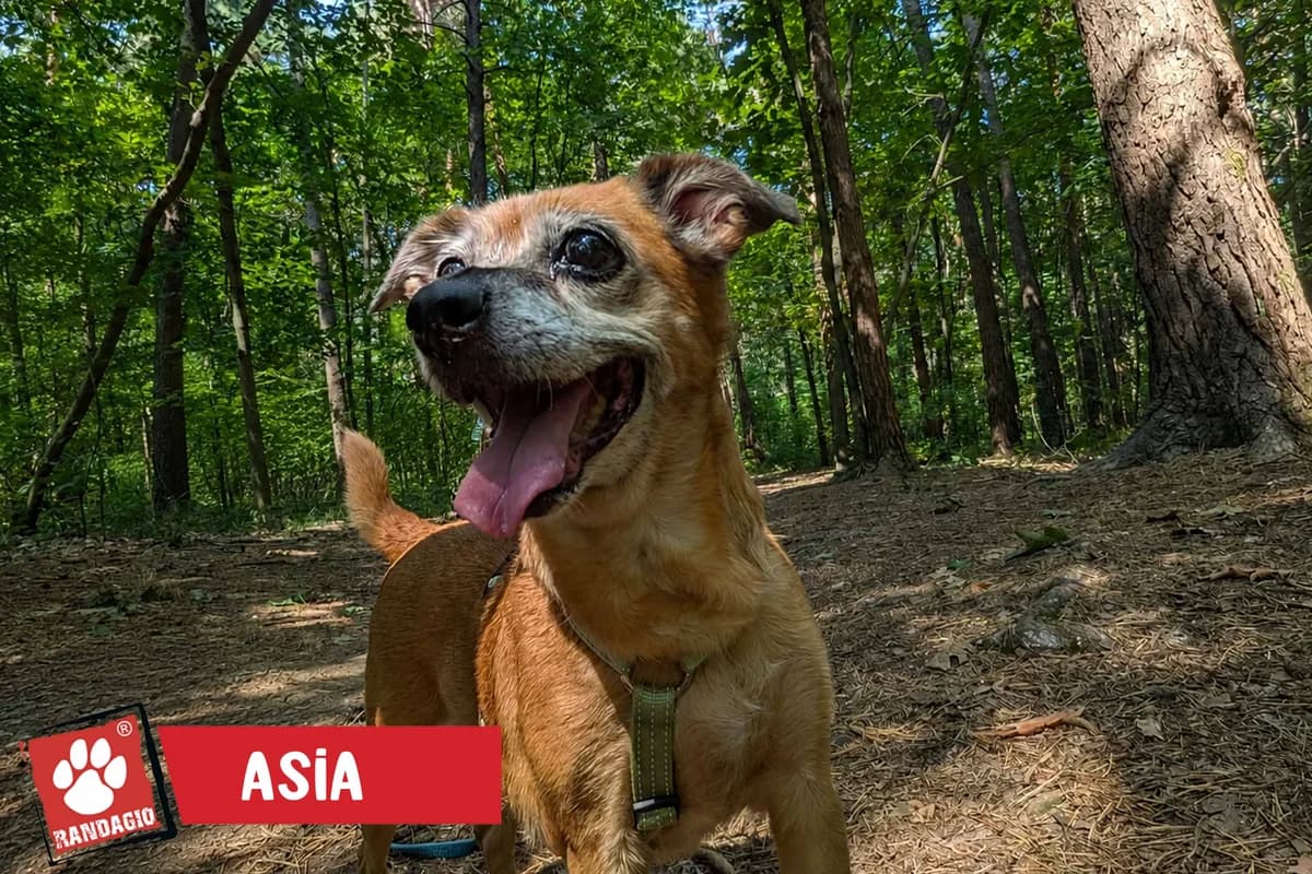Asia, female senior mixed breed for adoption at Gli Amici del Randagio, Mariano Comense (Como)
