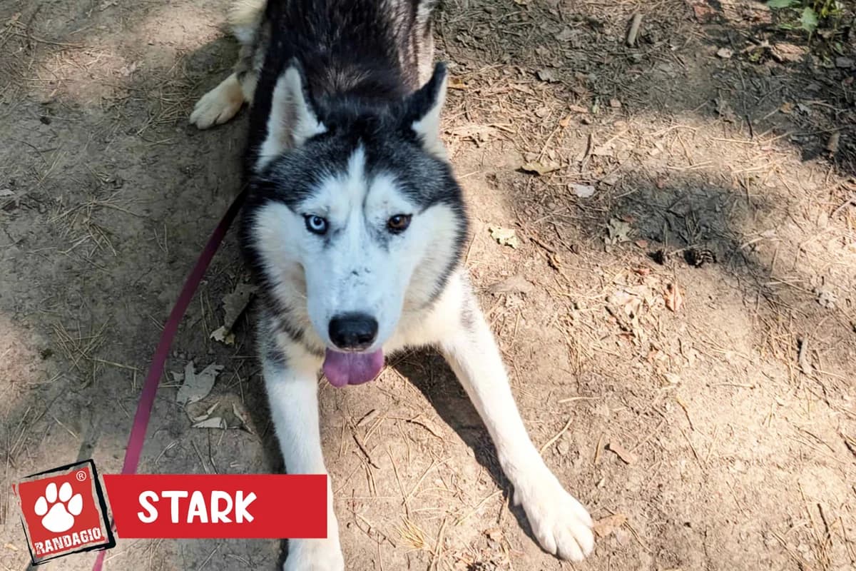Stark, male senior Husky for adoption at Gli Amici del Randagio, Mariano Comense (Como)