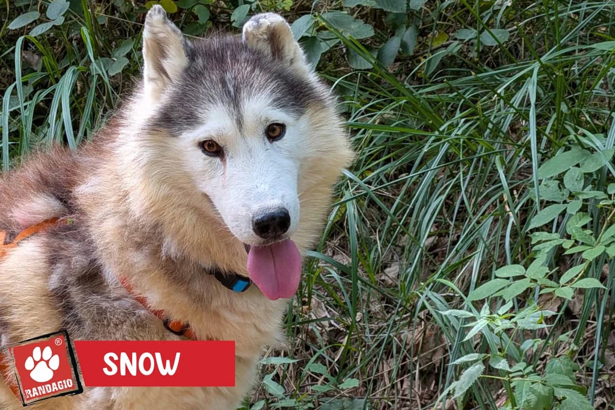 Snow, female senior Husky for adoption at Gli Amici del Randagio, Mariano Comense (Como)
