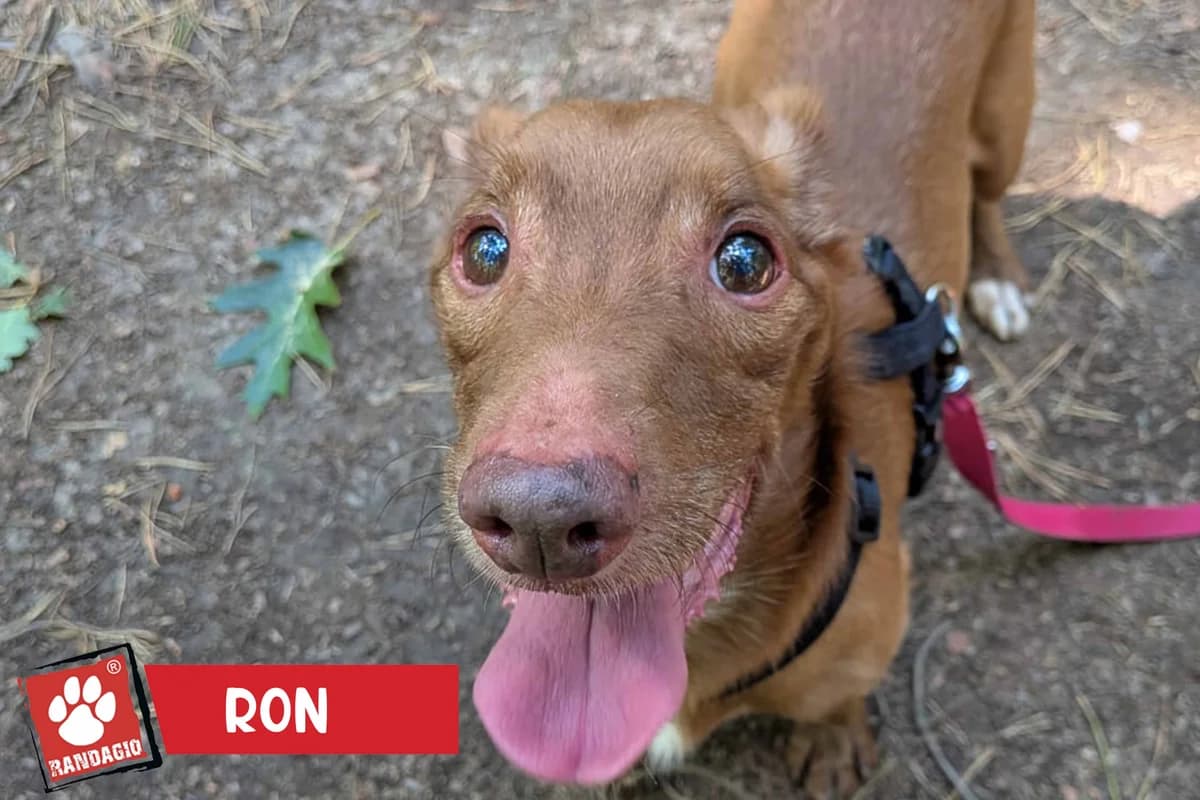 Ron, male senior mixed breed for adoption at Gli Amici del Randagio, Mariano Comense (Como)