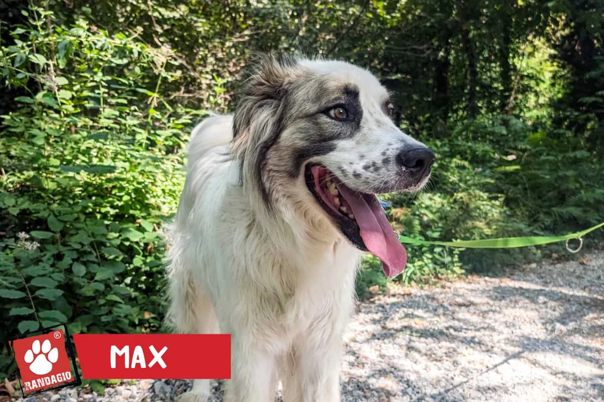 Max, male 3yo mixed breed for adoption at Gli Amici del Randagio, Mariano Comense (Como)