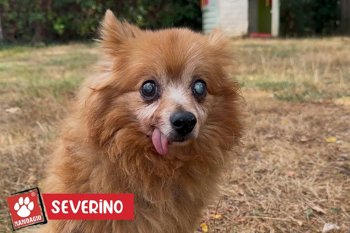 Severino, male senior mixed breed for adoption at Gli Amici del Randagio, Mariano Comense (Como)
