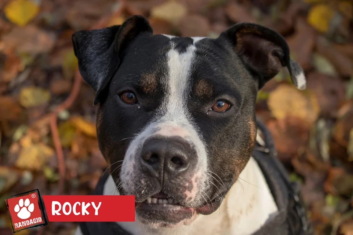 Rocky, male American Staffordshire Terrier for adoption at Gli Amici del Randagio, Mariano Comense (Como)