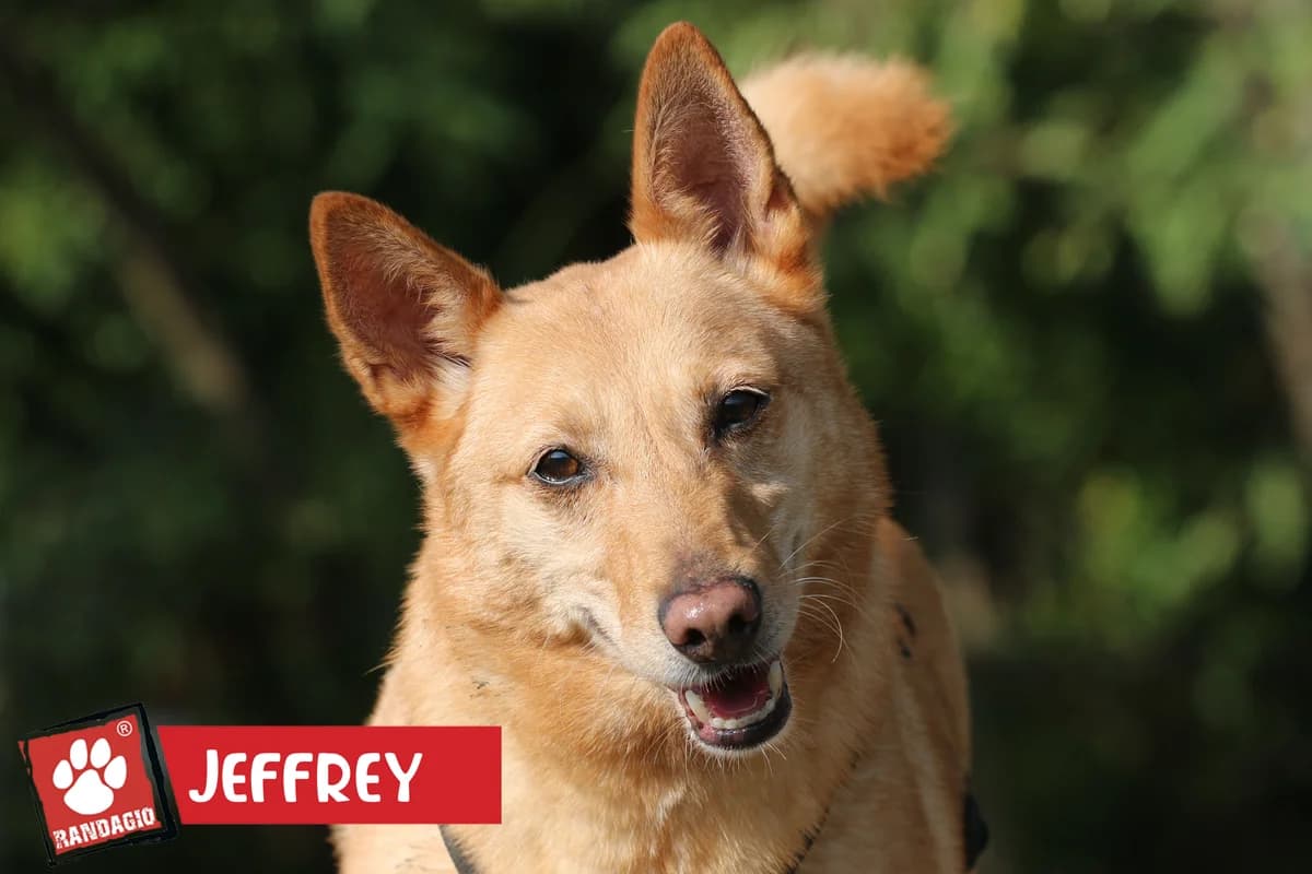 Jeffrey, male mixed breed for adoption at Gli Amici del Randagio, Mariano Comense (Como)