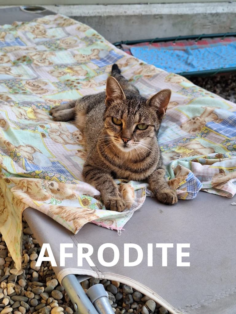 AFRODITE, senior Mixed Breed for adoption at Gruppo Ambiente ODV, Ronchi dei Legionari (GO)