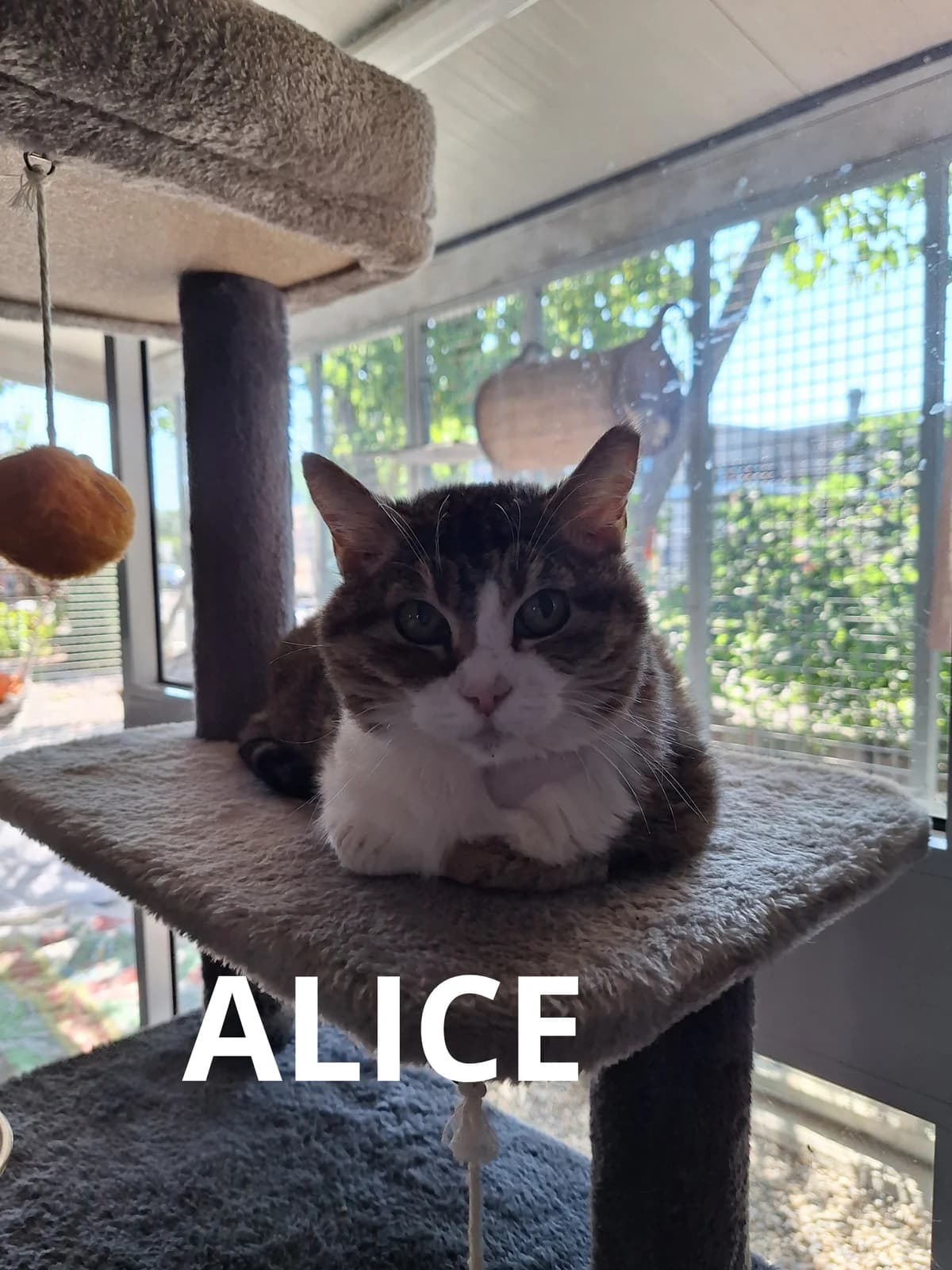 ALICE, senior Mixed Breed for adoption at Gruppo Ambiente ODV, Ronchi dei Legionari (GO)
