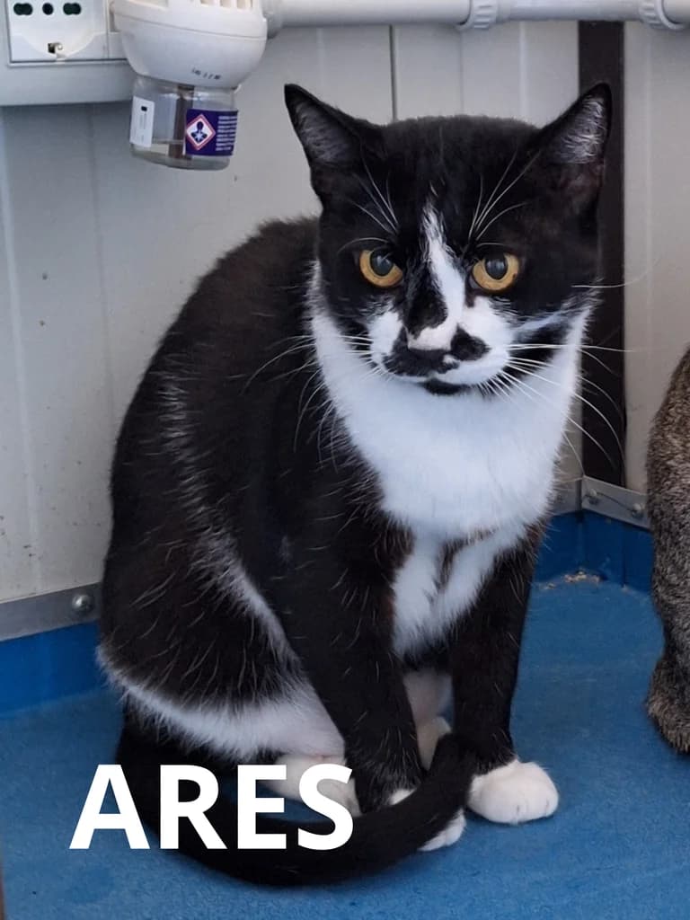 ARES, senior Mixed Breed for adoption at Gruppo Ambiente ODV, Ronchi dei Legionari (GO)