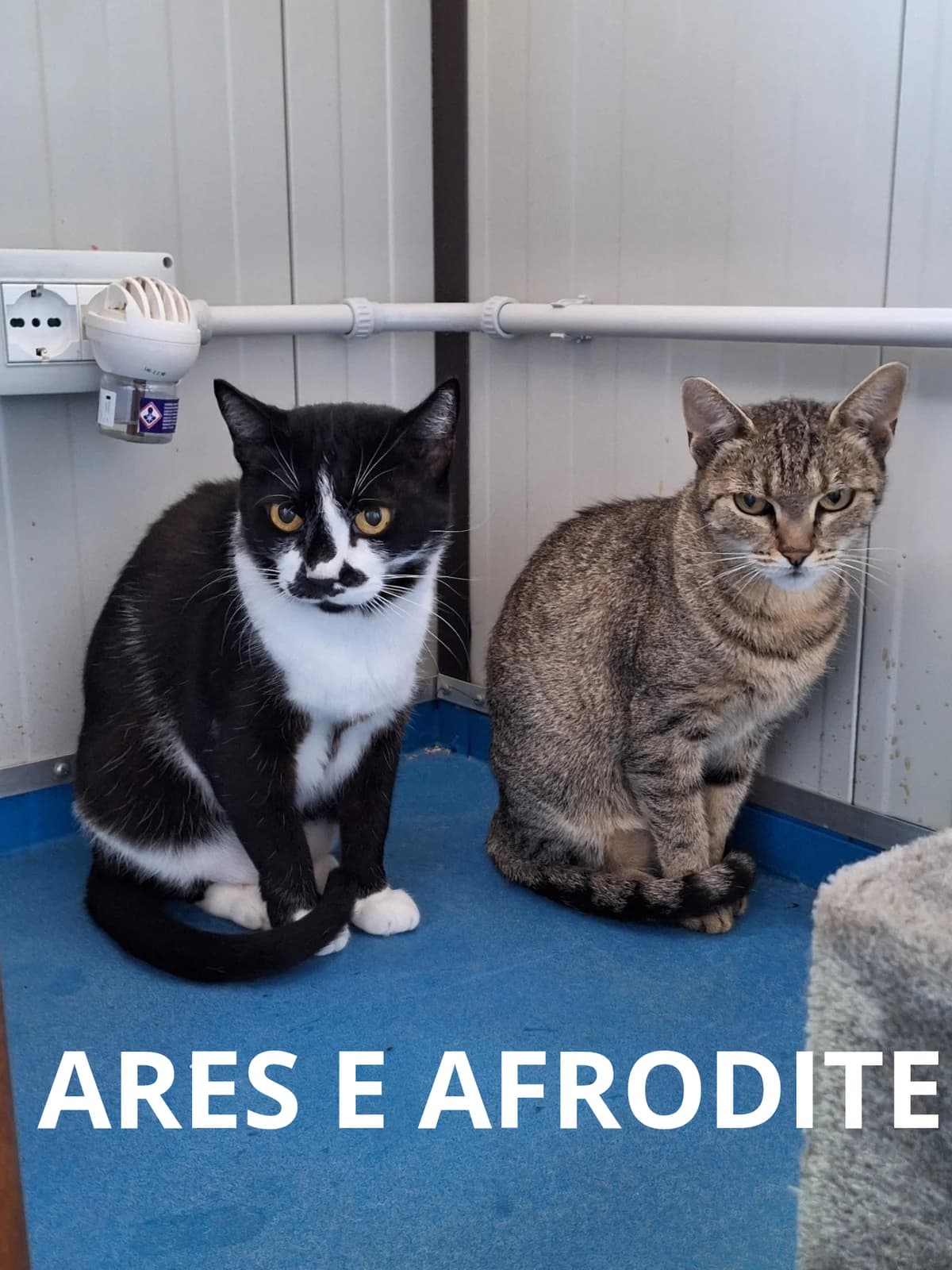 ARES E AFRODITE, senior Mixed Breed for adoption at Gruppo Ambiente ODV, Ronchi dei Legionari (GO)