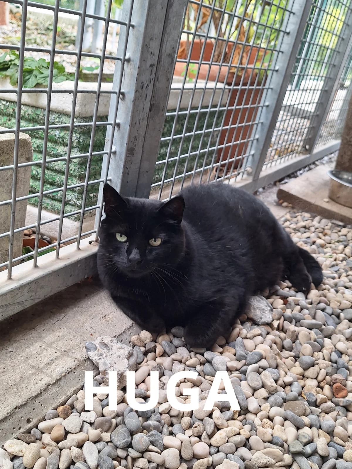 HUGA, Mixed Breed for adoption at Gruppo Ambiente ODV, Ronchi dei Legionari (GO)