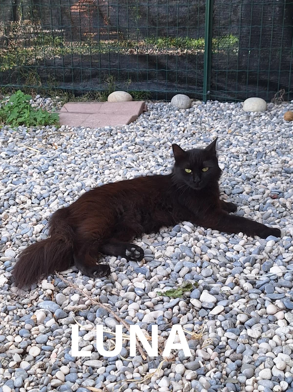 LUNA, female puppy Mixed Breed for adoption at Gruppo Ambiente ODV, Ronchi dei Legionari (GO)